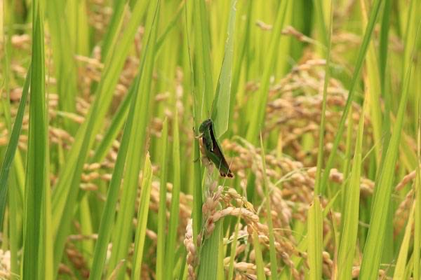 額田の田んぼで米作り体験