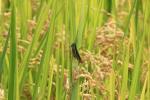 額田の田んぼで米作り体験