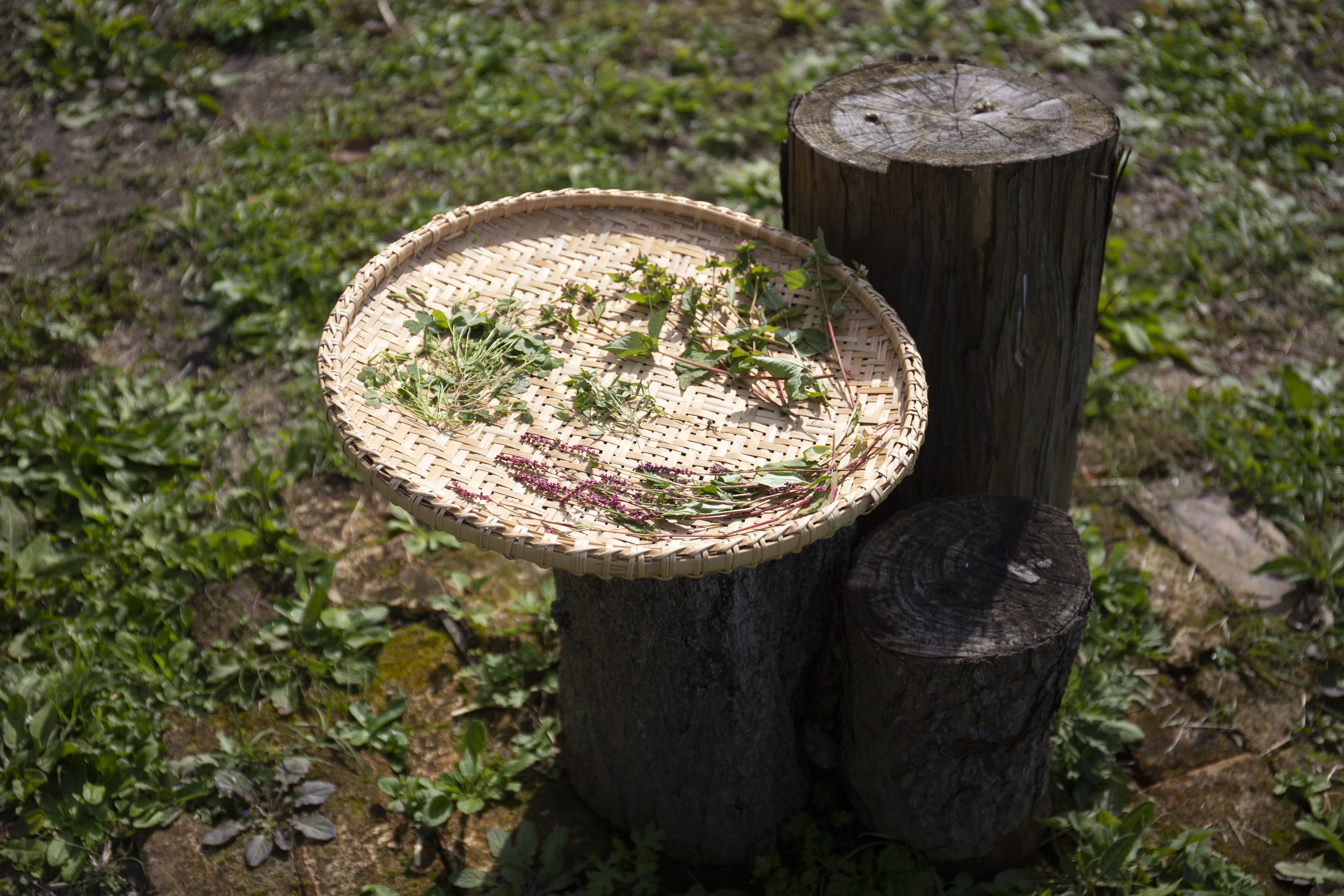 雑草活用法 身近な薬の植物